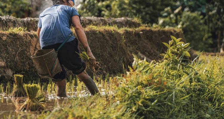 Un granjero de pie en el agua hasta los tobillos en un arrozal fangoso cosechando brotes verdes jóvenes en la Vietnam rural.