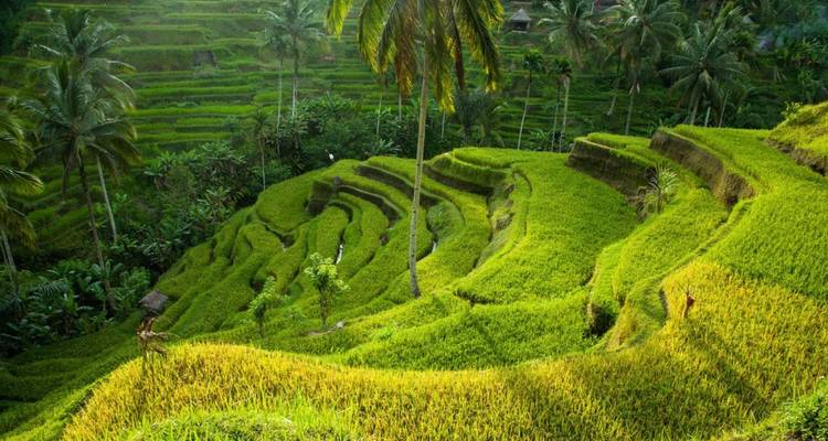 Lush green terraced rice fields bordered by tropical palms in bright sunlight.