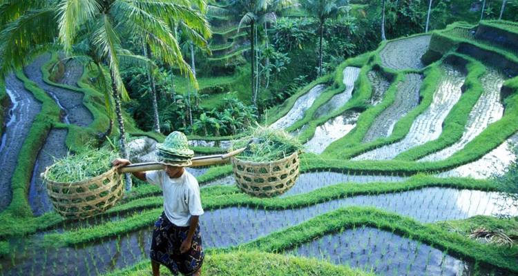 Farmer balancing two woven baskets across vibrant terraced rice paddies filled with water.