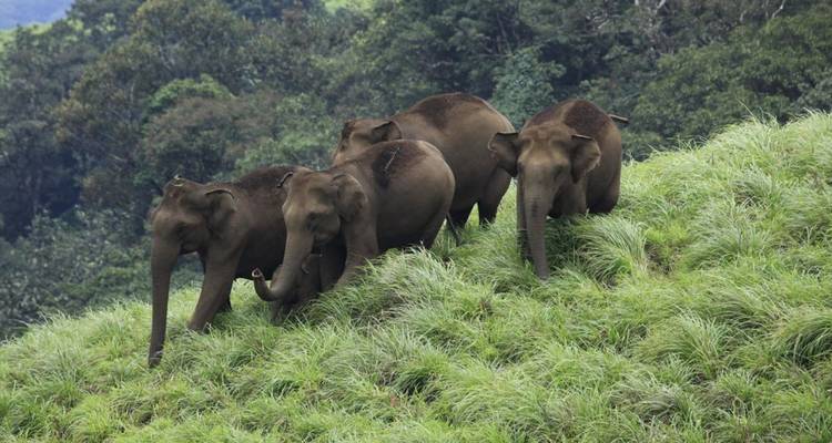 Eine Herde wilder Elefanten weidet auf üppigen Grashängen im Periyar-Nationalpark.