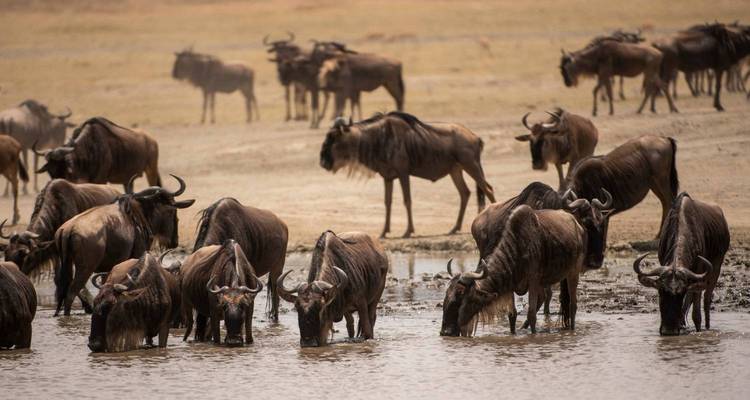 Le troupeau de gnus s'abreuve à un point d'eau sur des plaines poussiéreuses avec un arrière-plan flou et doux.