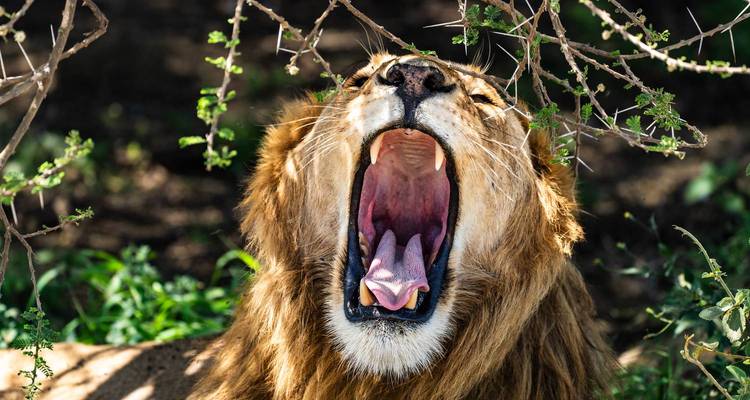 Close-up of a male lion yawning widely beneath thorny branches on green grass.