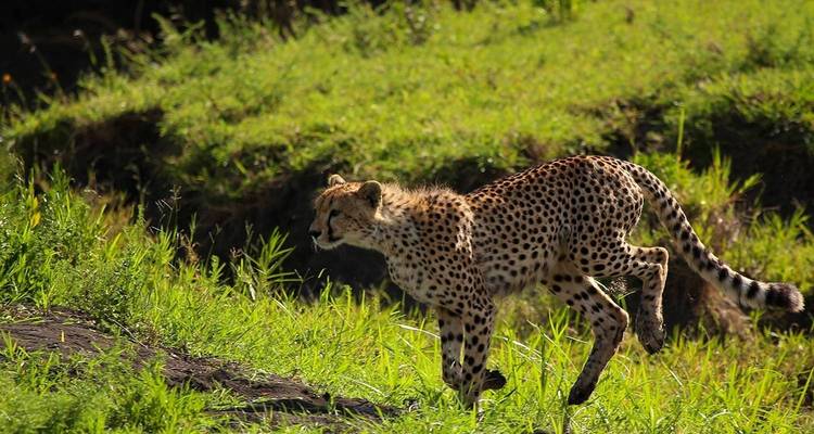 Cheetah sprinting through lush green grass on an open savanna.