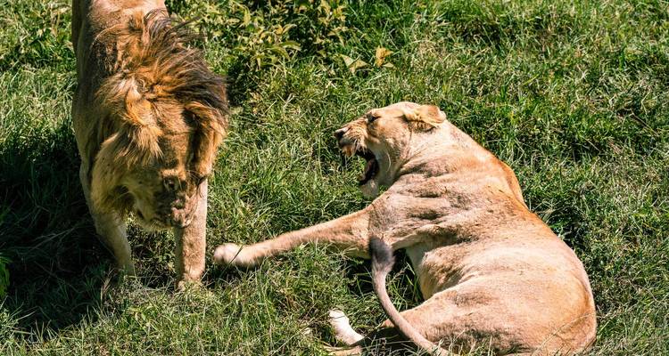 Male and female lions interact on a grassy plain, one roaring while the other stands nearby.