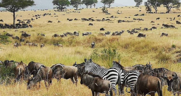 Large mixed herds of wildebeest and zebra graze on golden grasslands stretching to distant hills.