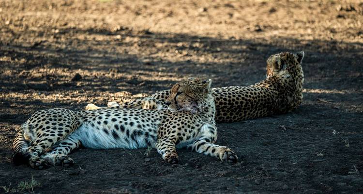 Two cheetahs rest on dark earth, one grooming the other in late-day shade.