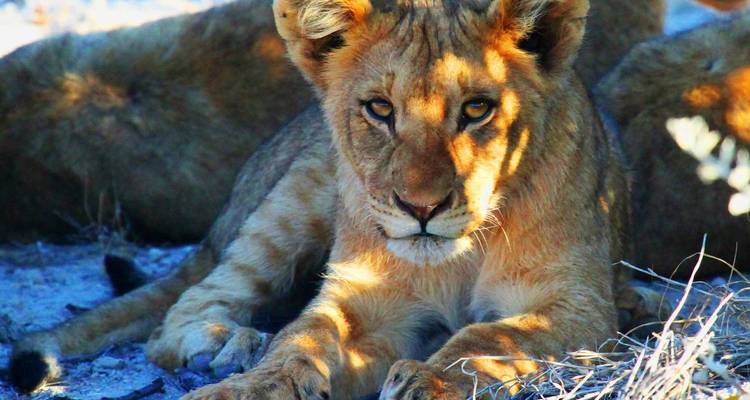 Close-up of a lion cub resting on the ground with intense golden eyes