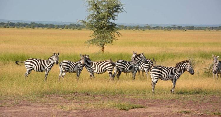 Group of zebras standing in open savannah grassland under clear sky