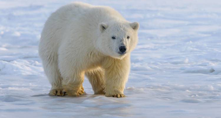 Polar bear walking across frozen sea ice looking toward camera