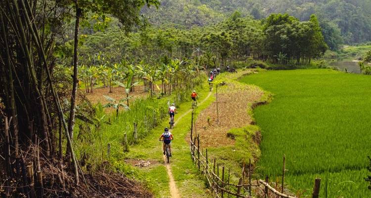 Cyclists weave along a narrow dirt trail between bright green paddies and banana groves.
