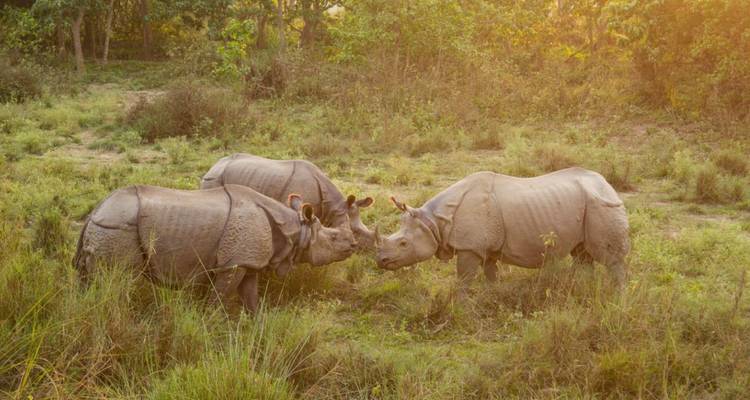 Three one-horned rhinos nuzzle each other in a sun-dappled marshy clearing.