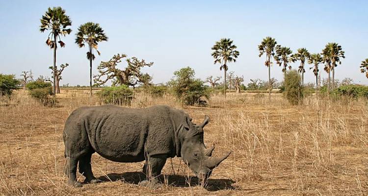 Solitary rhinoceros grazing on dry grassland dotted with palm trees