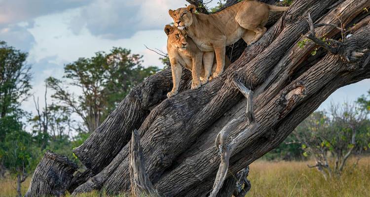 Een stel leeuwen staat alert op een grote omgevallen boom te midden van het grasrijke bushveld in de schemering.