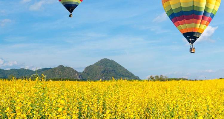 Two colourful hot-air balloons float above an expansive yellow flower field with a green hill backdrop.