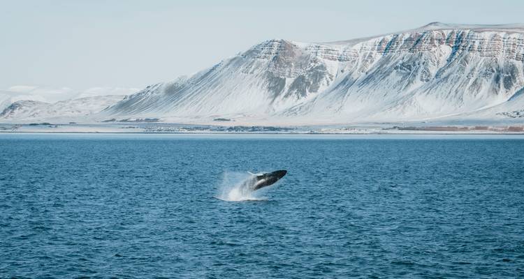 Een gribwalvis die uit het water springt in een blauwe fjord met sneeuwbedekte bergen in de verte.