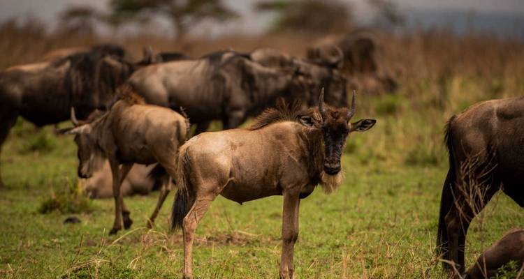 Jeune gnou se tenant en alerte au sein de son troupeau dans la savane verdoyante