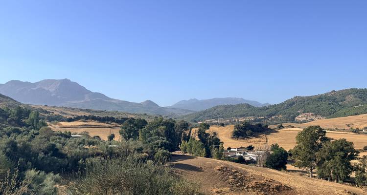 Goldene, sanfte Hügellandschaften, vereinzelt stehende Bäume und ferne Berge unter einem klaren, blauen andalusischen Himmel.