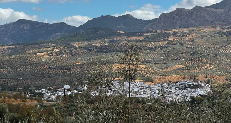 Olivenhaine bedecken sonnige Hügel, die eine Gruppe von weißen andalusischen Häusern unterhalb felsiger Gipfel umgeben.