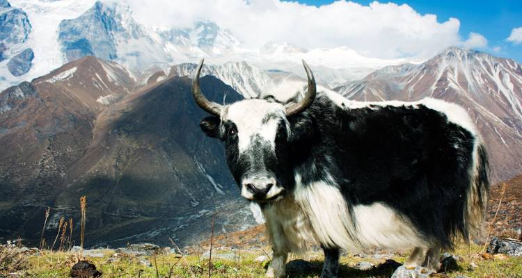 A black-and-white yak stands before dramatic snow-covered Himalayan peaks.