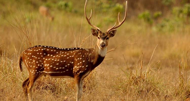 A spotted chital deer with antlers stands alert in dry grassland.
