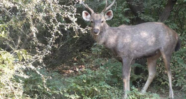 Sambar deer standing alert among dense undergrowth and thorny branches in the forest.