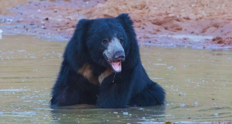 Shaggy sloth bear cooling off in a forest waterhole, mouth open and dripping.