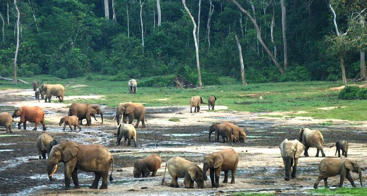 Large herd of forest elephants congregating around a muddy clearing surrounded by dense jungle.