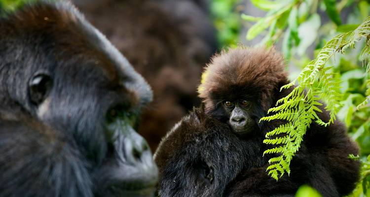 Close-up of a baby gorilla nestled against an adult among green foliage.