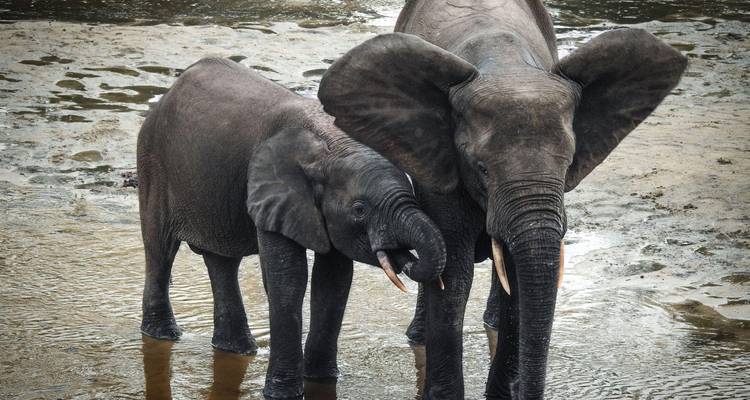 Two African forest elephants standing side by side in shallow muddy water, their trunks relaxed and tusks visible.
