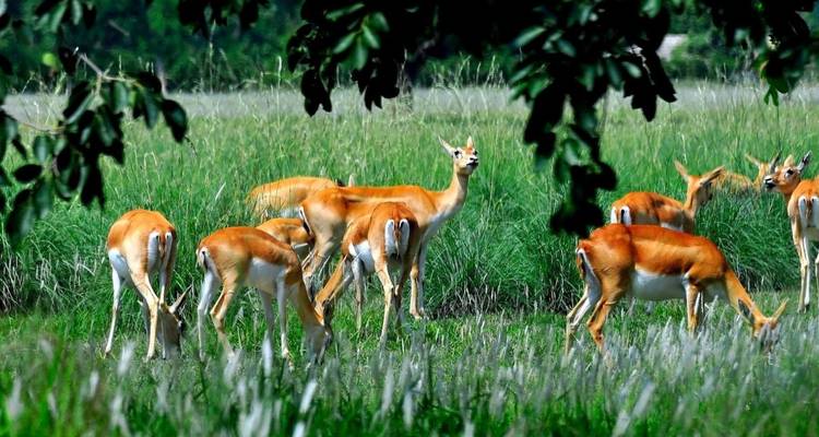 Group of graceful antelopes graze in tall green grass of a national park clearing.