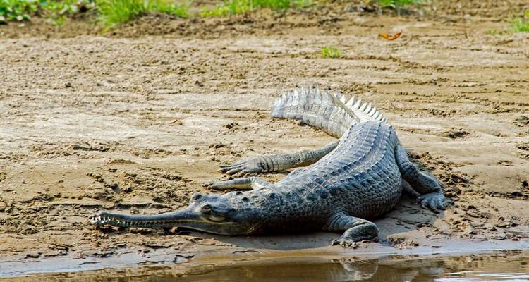 Long-snouted gharial crocodile rests on a muddy riverbank beside shallow water.