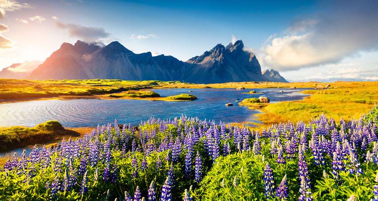 Ein Feld von violetten Lupinen neben einem glitzernden See mit gezackten Bergen, die von warmem Sonnenlicht bei Sonnenaufgang beleuchtet werden.