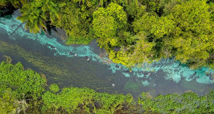 Vue aérienne de plongeurs en apnée dérivant le long d'une rivière de jungle d'un bleu turquoise éclatant.
