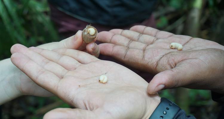 Primer plano de varias manos sosteniendo larvas comestibles de la selva durante una actividad de supervivencia en el bosque.