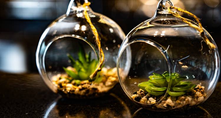 Artistic close-up of two glass terrariums with small succulents on dark countertop.