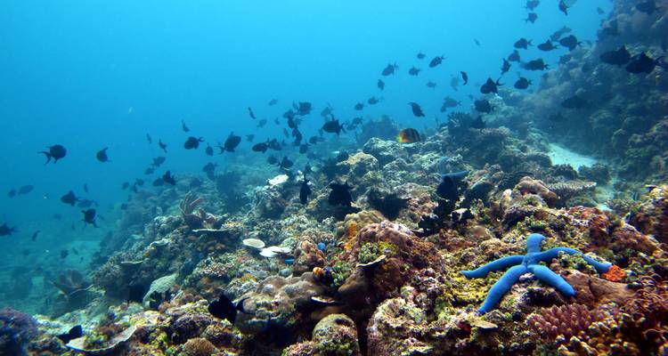 Escena de arrecife de coral amplia con estrellas de mar azules y un cardumen de peces negros nadando arriba.