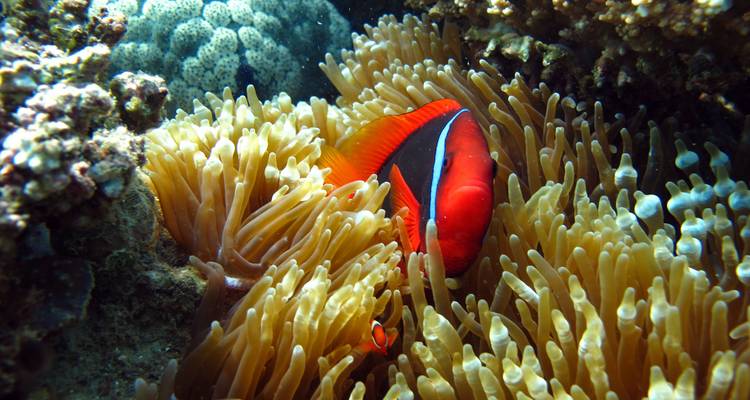Pececillos anémona rojo brillante resguardados entre los tentáculos ondulantes de la anémona color beige.