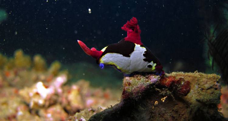 Babosa marina con puntas rojo vívido arrastrándose en el arrecife en aguas oscuras.