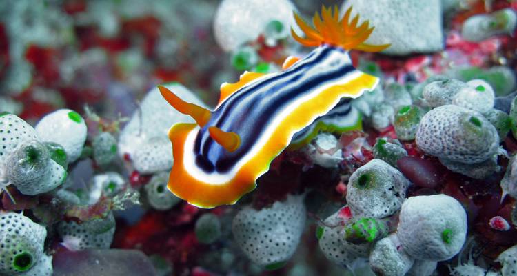 Babosa marina naranja y azul rayada en una superficie de coral colorida.