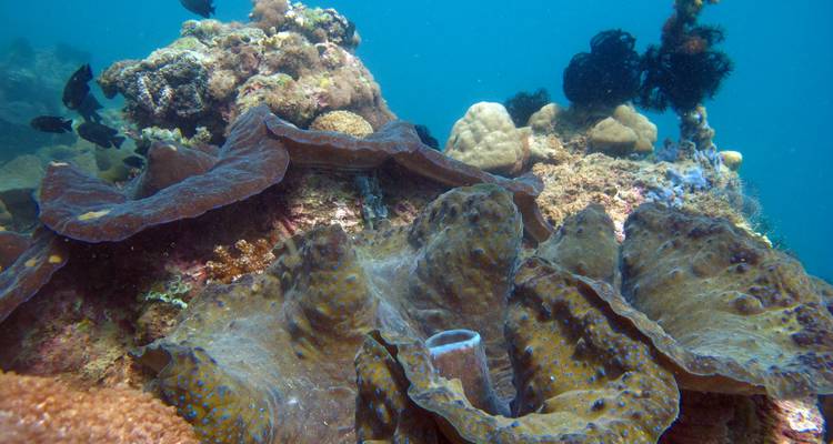 Vista amplia de un arrecife de coral con almejas grandes y esponjas bajo agua azul.