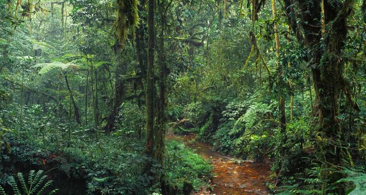 Dense green jungle with a clear stream meandering through.