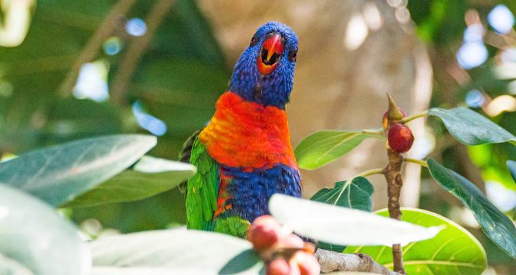 Brightly coloured rainbow lorikeet perched among green leaves looking toward the camera.