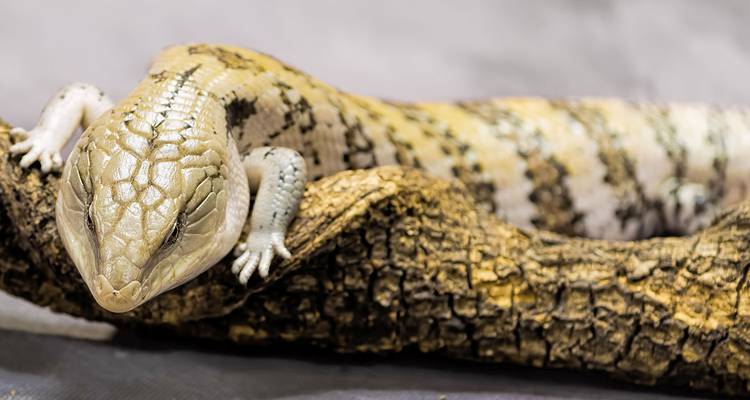 Close-up of a patterned skink lounging on a textured tree branch.
