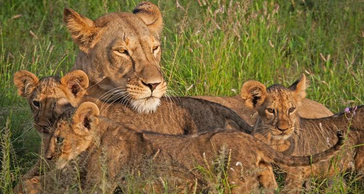 Une lionne au repos dans l'herbe haute tandis que trois petits joueurs se déplacent autour d'elle.