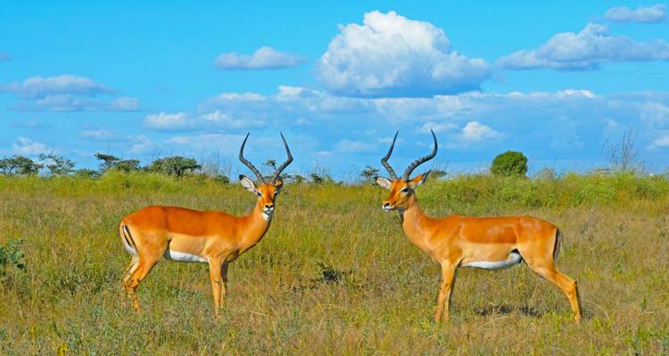 Deux impalas en alerte dans une savane ouverte avec un ciel bleu vif et des nuages duveteux.