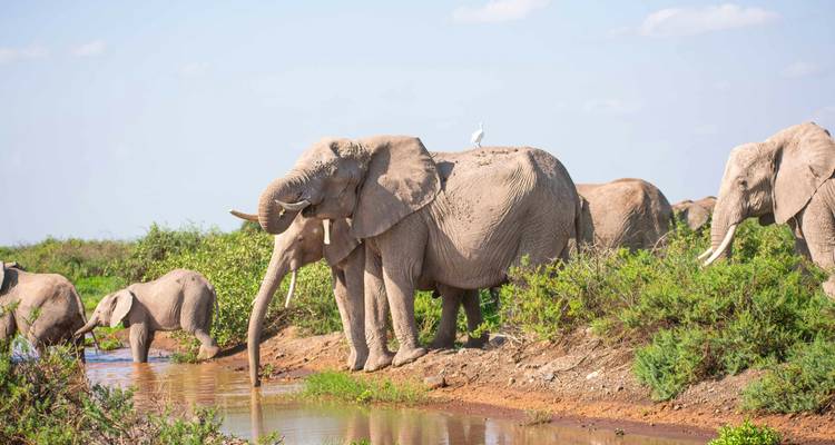 Un petit troupeau d'éléphants s'abreuvant à un point d'eau entouré de buissons verdoyants.