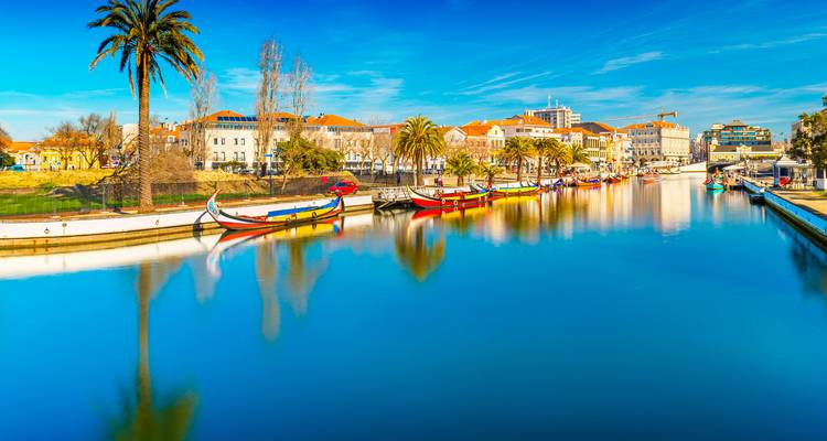 Les bateaux moliceiro colorés alignés le long du canal serein d'Aveiro avec des palmiers et des reflets.