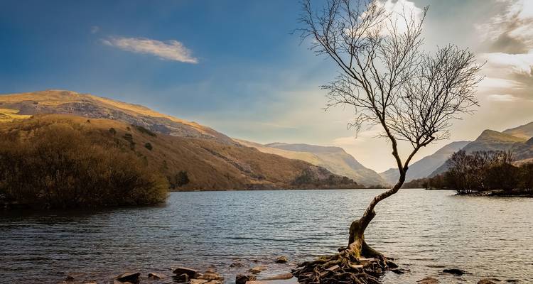Arbre solitaire emblématique sur la rive du lac avec chaîne de montagnes en arrière-plan sous un ciel bleu
