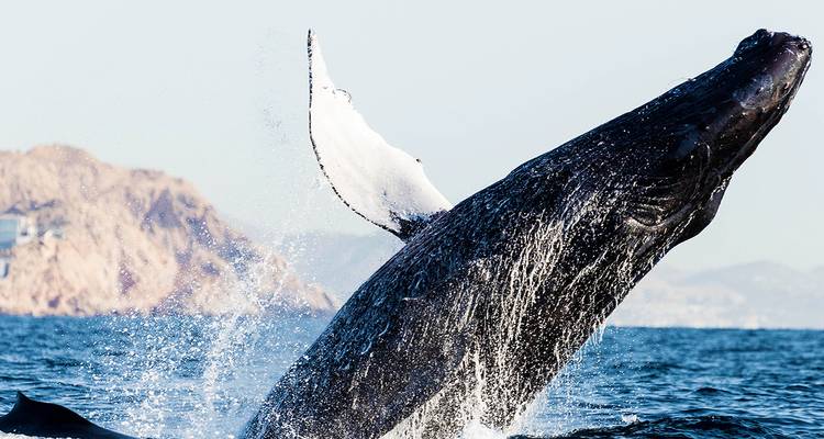 Une baleine à bosse effectuant un saut spectaculaire au-dessus de la surface océanique avec une côte rocheuse au loin.