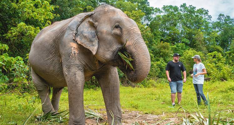 Ein großer asiatischer Elefant genießt Vegetation, während zwei Besucher in einer üppigen Waldlichtung beobachten